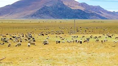4k实拍蓝天白云青藏高原羊群风景视频的预览图